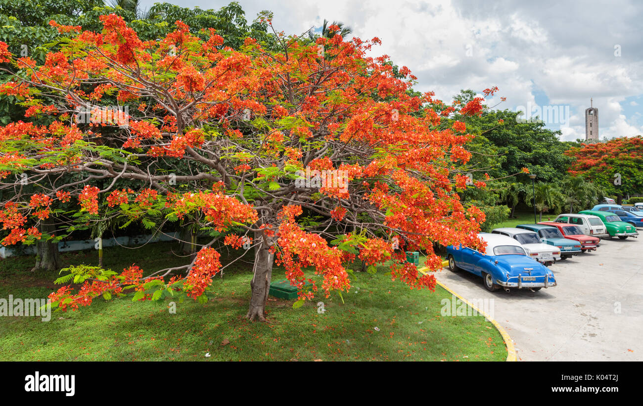 Flame Tree, Delonix regia, également appelé arbre flamboyant, avec les voitures en stationnement vintage classique américain à La Havane, Cuba Banque D'Images