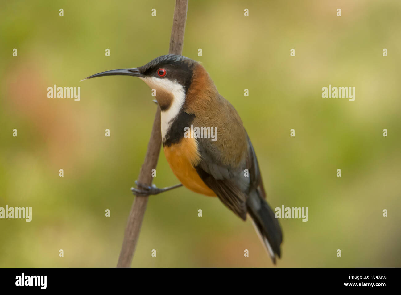 Spinebill orientale Acanthorhynchus tenuirostris, à Tyaak, Victoria, Australie Banque D'Images