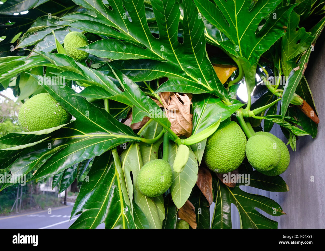 L'arbre à pain (Artocarpus altilis) arbre aux fruits. L'origine de l