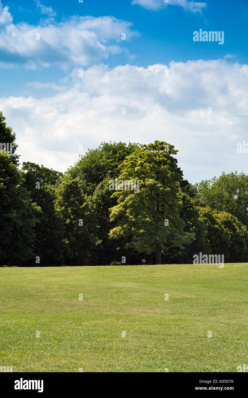 L'herbe verte et des arbres Banque D'Images