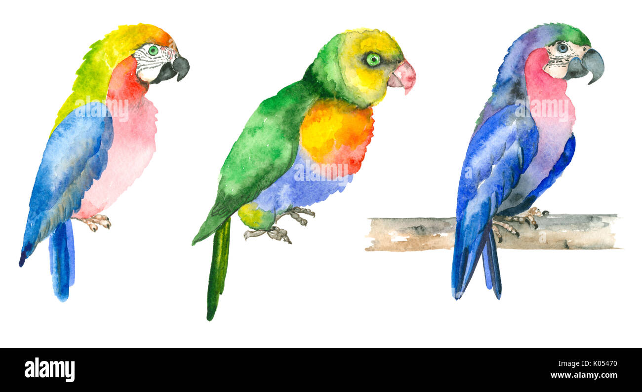 Les perroquets à la main à l'aquarelle Banque D'Images