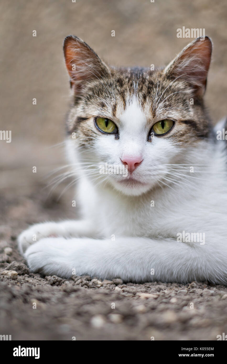 Portrait de cat lying on ground Banque D'Images