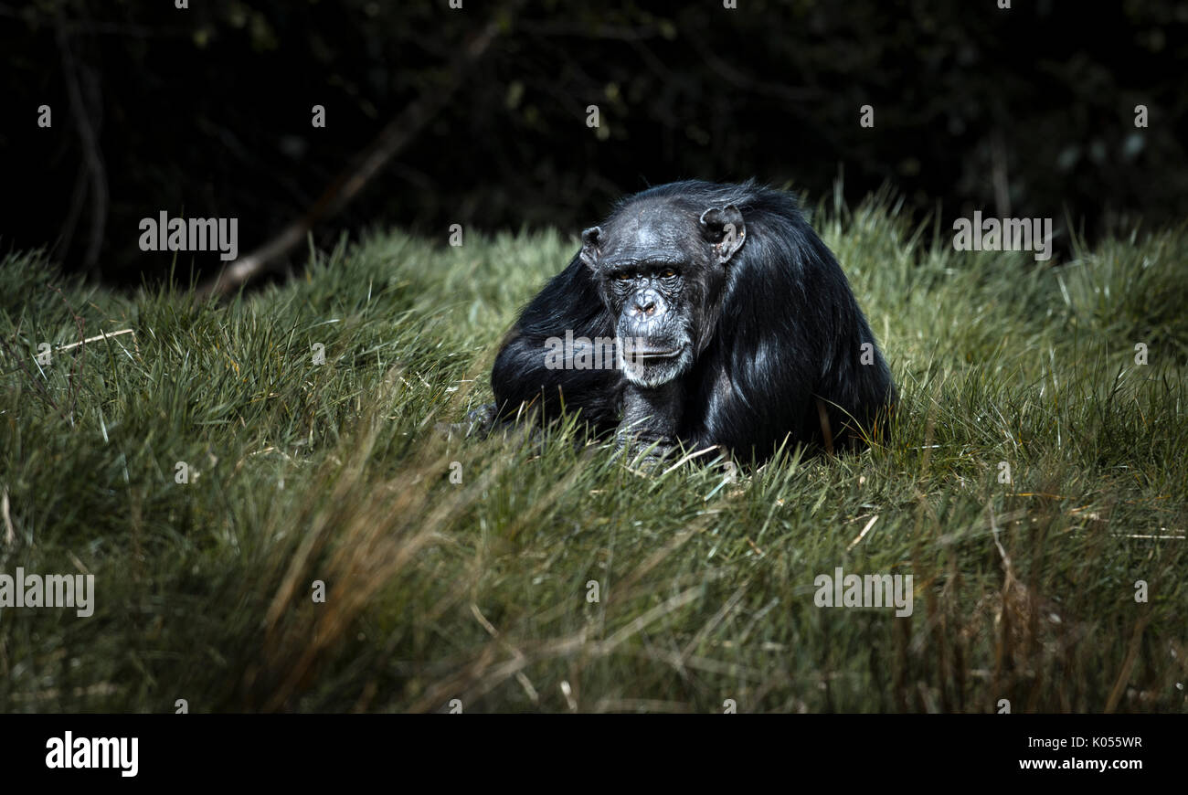 chimpanzé Banque D'Images