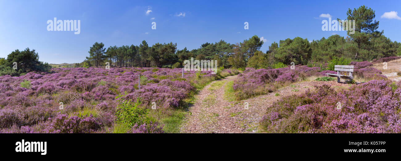 Un chemin à travers la bruyère en fleurs dans les dunes de Schoorl, aux Pays-Bas sur une journée ensoleillée. Banque D'Images