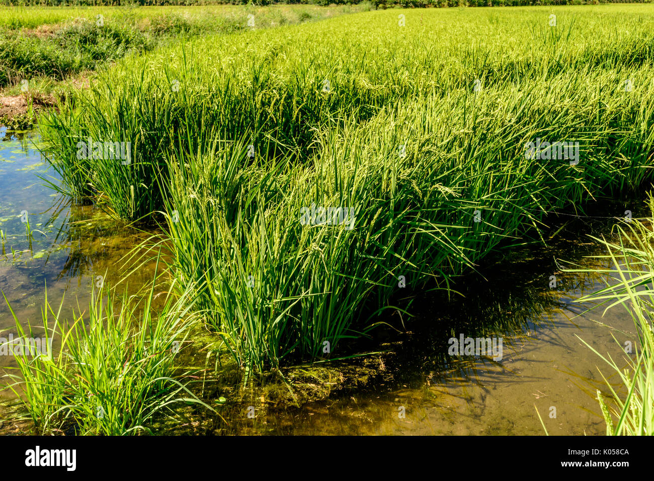 Les plants de riz vert et de l'eau dans les champs de culture, tourné en une journée d'été lumineux au Tessin Park près de Besate, Milan, Lombardie, Italie Banque D'Images