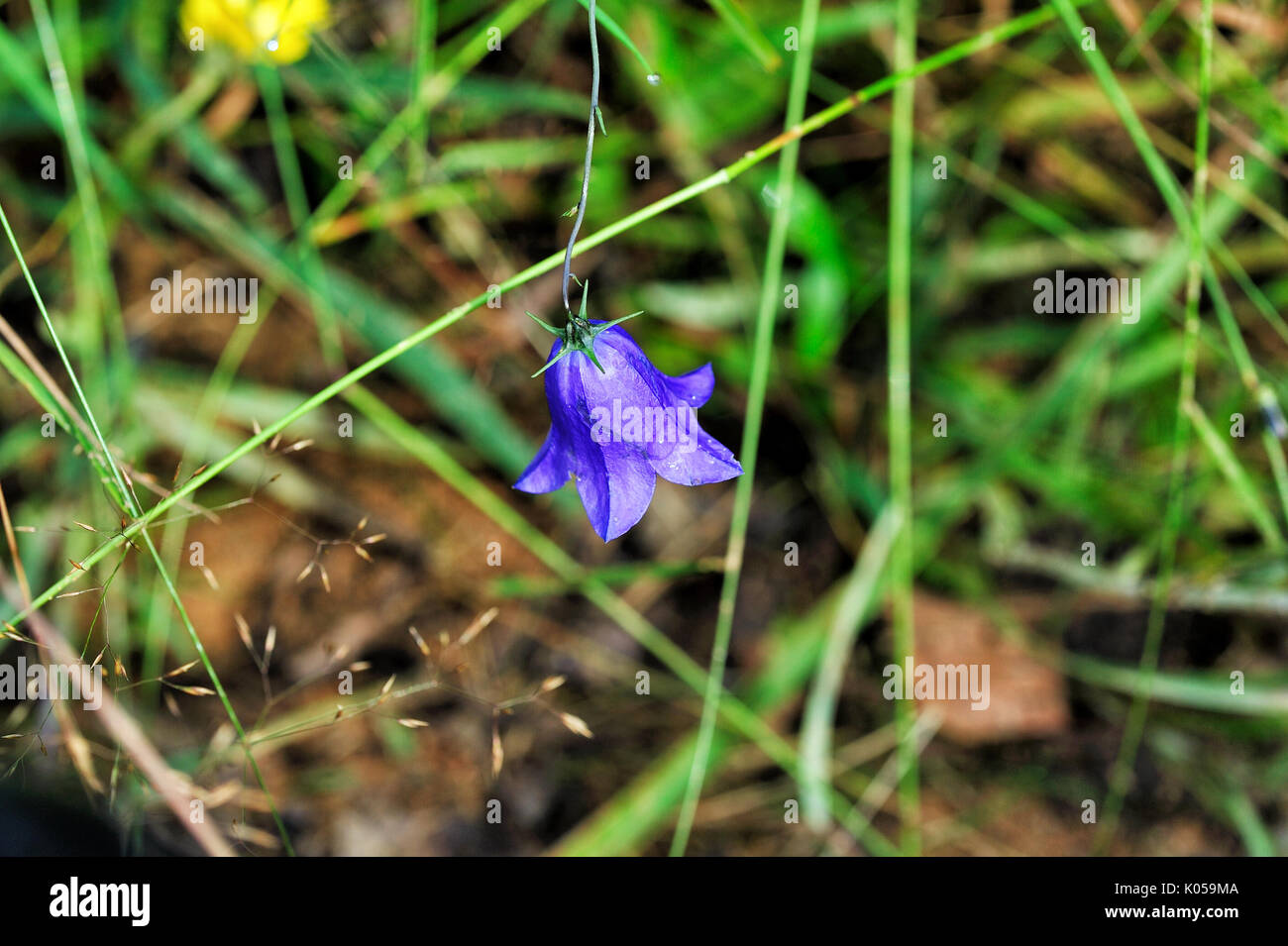 Close up of purple bellflower sur fond d'herbe verte Banque D'Images