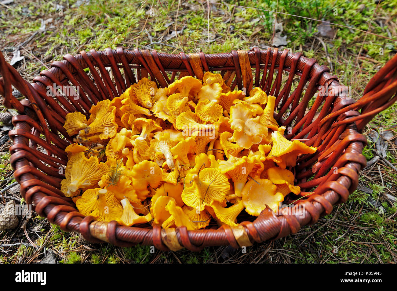 Champignons comestibles Chanterelle dans panier en osier Banque D'Images
