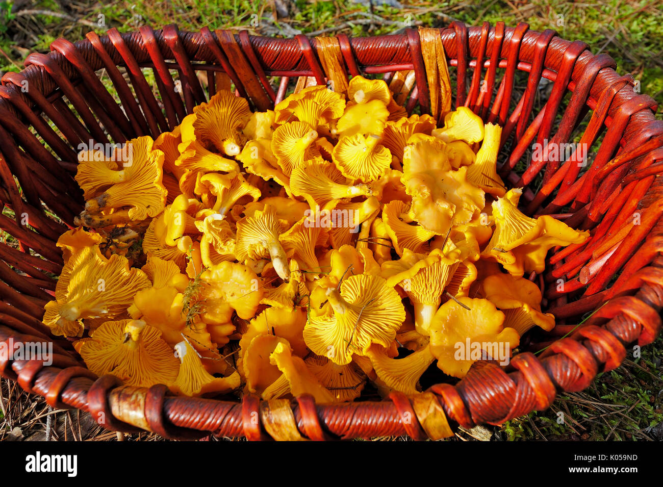 Champignons comestibles Chanterelle dans panier en osier Banque D'Images