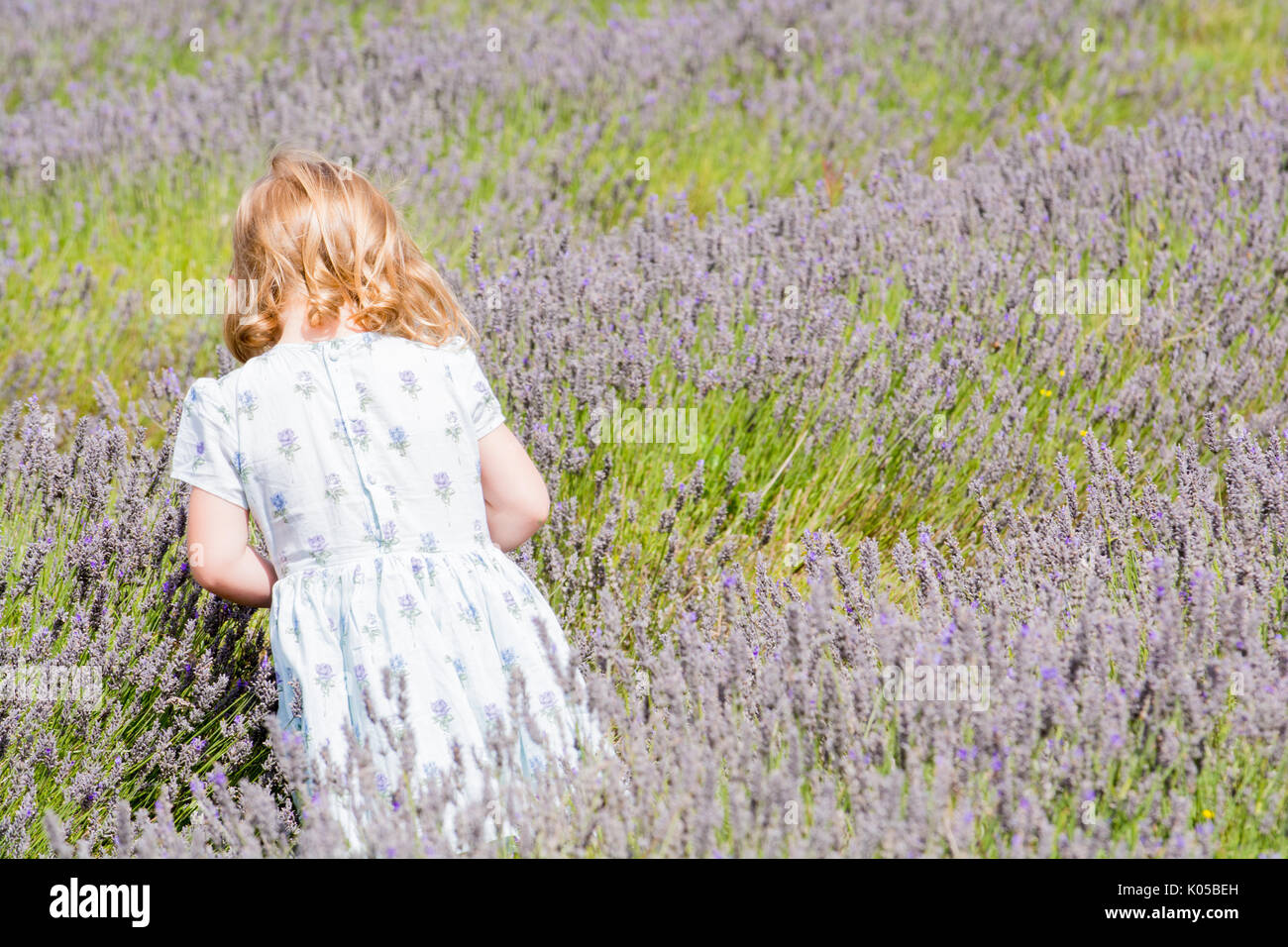 Jeune fille la cueillette des fleurs dans une prairie d'été, l'enfant est la collecte de la lavande Banque D'Images