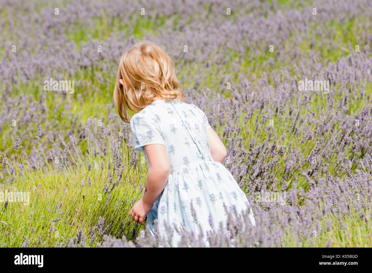 Jeune fille la cueillette des fleurs dans une prairie d'été, l'enfant est la collecte de la lavande Banque D'Images