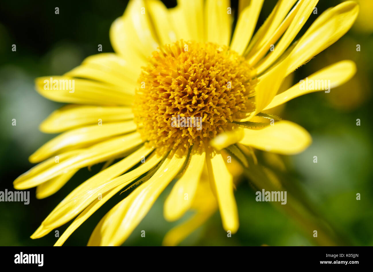 Champ de fleurs jaunes majestueux en pâturage d'été désert Banque D'Images