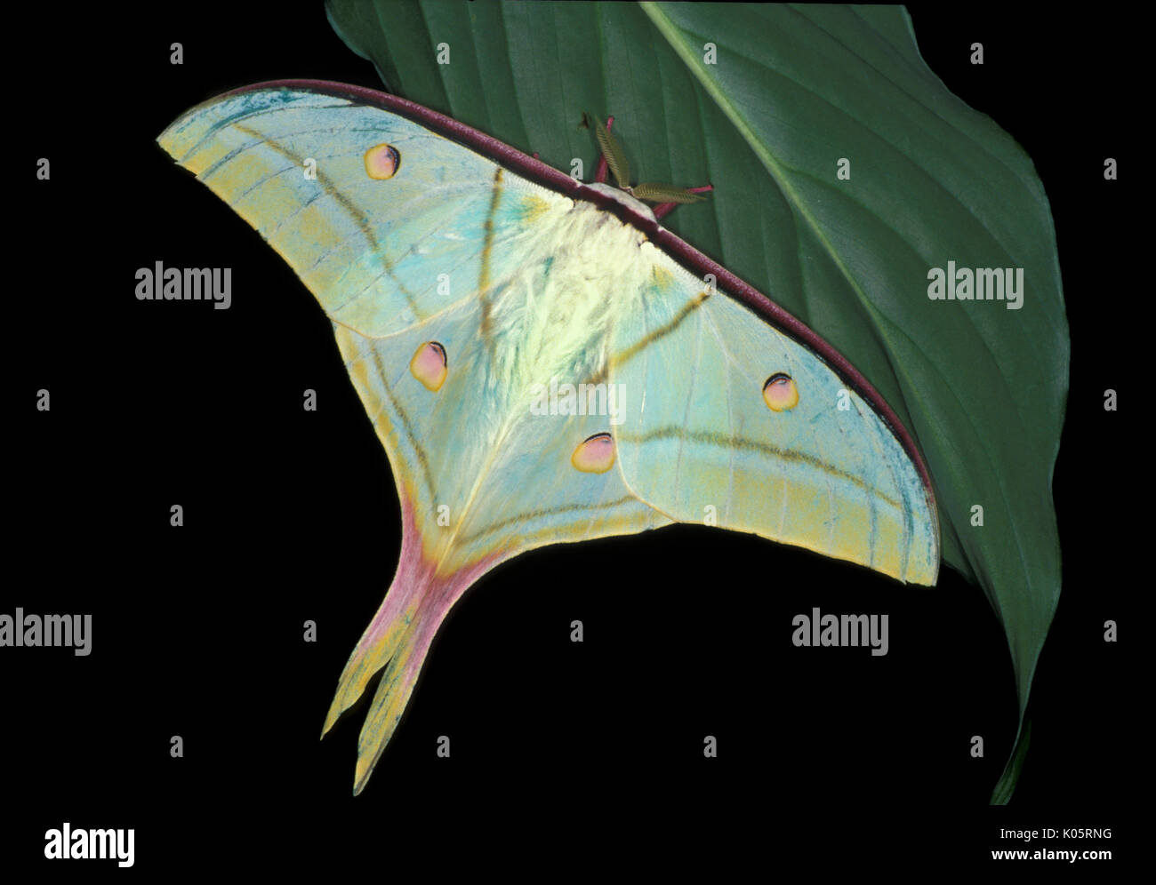 Papillon de lune indienne, Actias selene, Asie, silkmoth, des profils avec des ailes ouvrir Banque D'Images