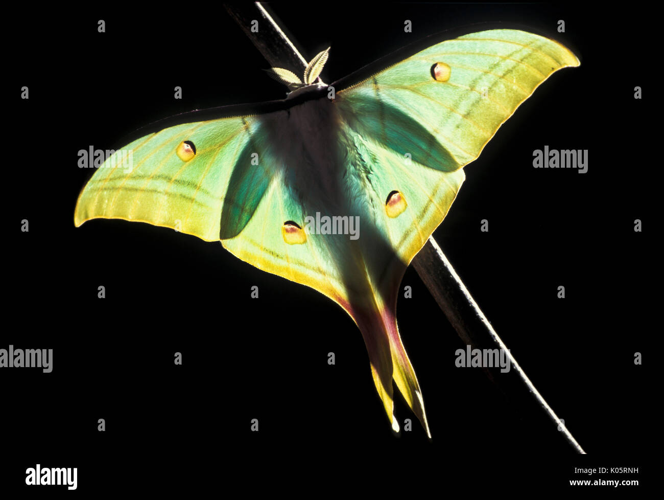 Papillon de lune indienne, Actias selene, Asie, silkmoth, rétroéclairage sur branch, couleur vert Banque D'Images