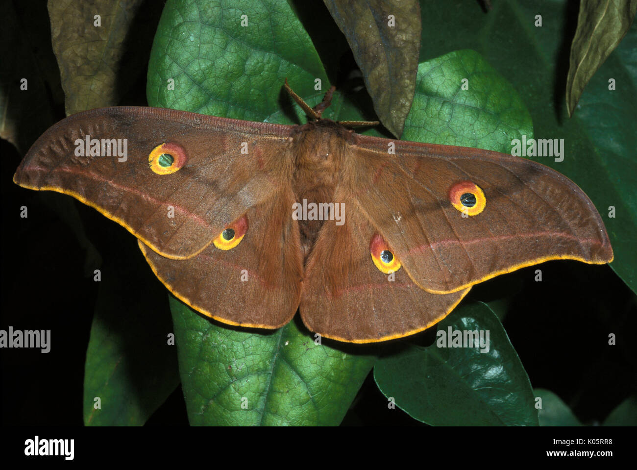 Silkmoth chêne chinois, Antheraea pernyi, Papillon Tussah, des profils avec des ailes ouvertes, avec des taches brun jaune, a été l'un des principaux producteurs de soie Tussah Banque D'Images