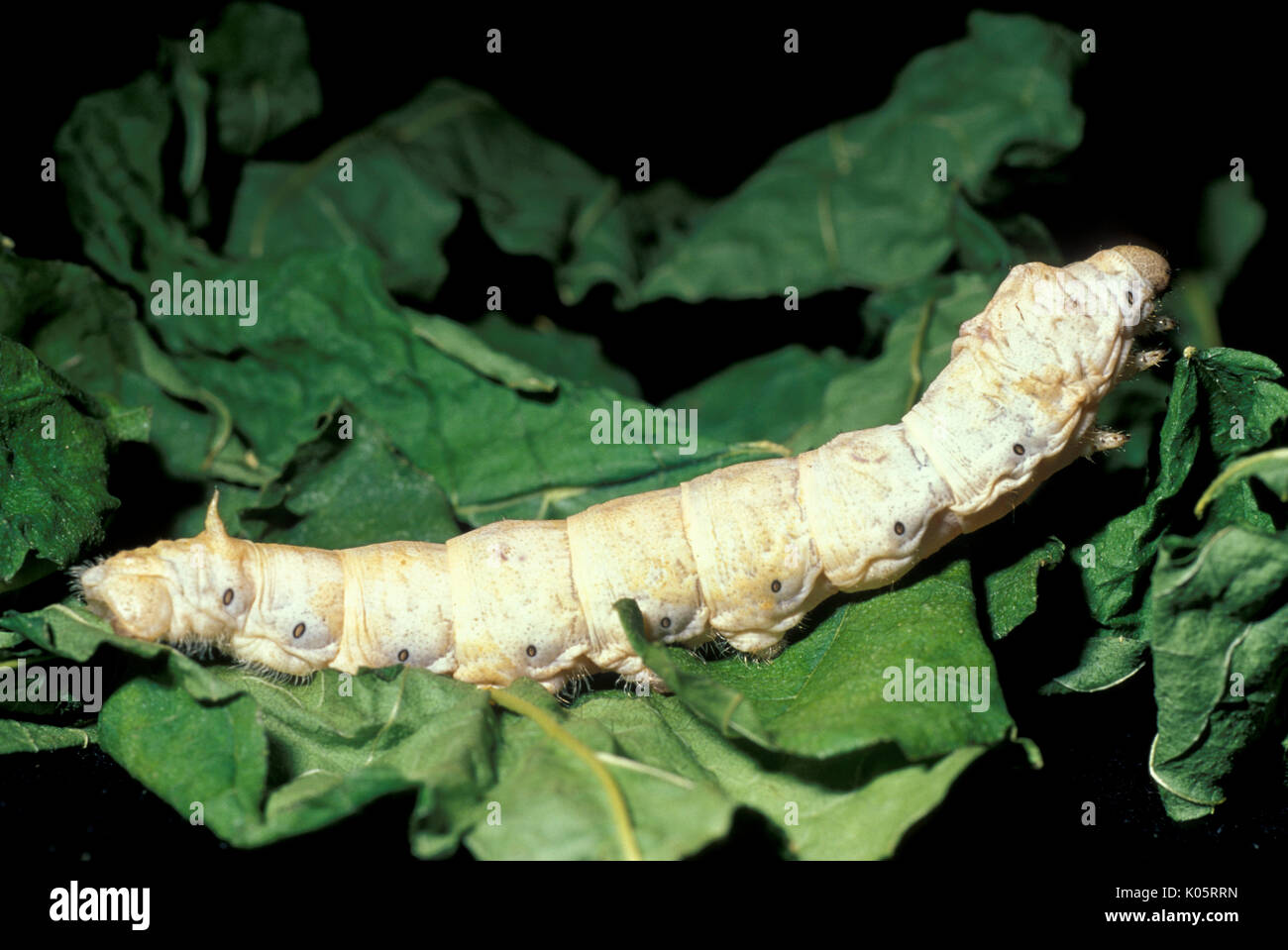 Papillon de soie, Bombyx mori, catapillar, larves, Banque D'Images