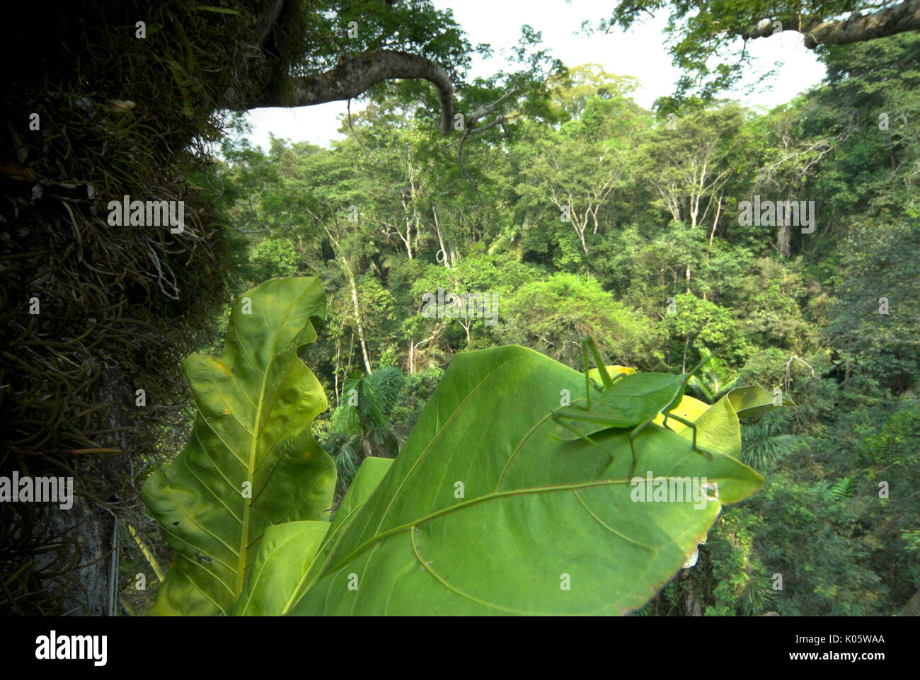 Sauterelle verte, Acrididae sp, sur de grandes feuilles au coeur de la forêt tropicale, 40 mètres de haut, Manu Wildlife Center, du Pérou, de la cime des arbres, la jungle. Banque D'Images