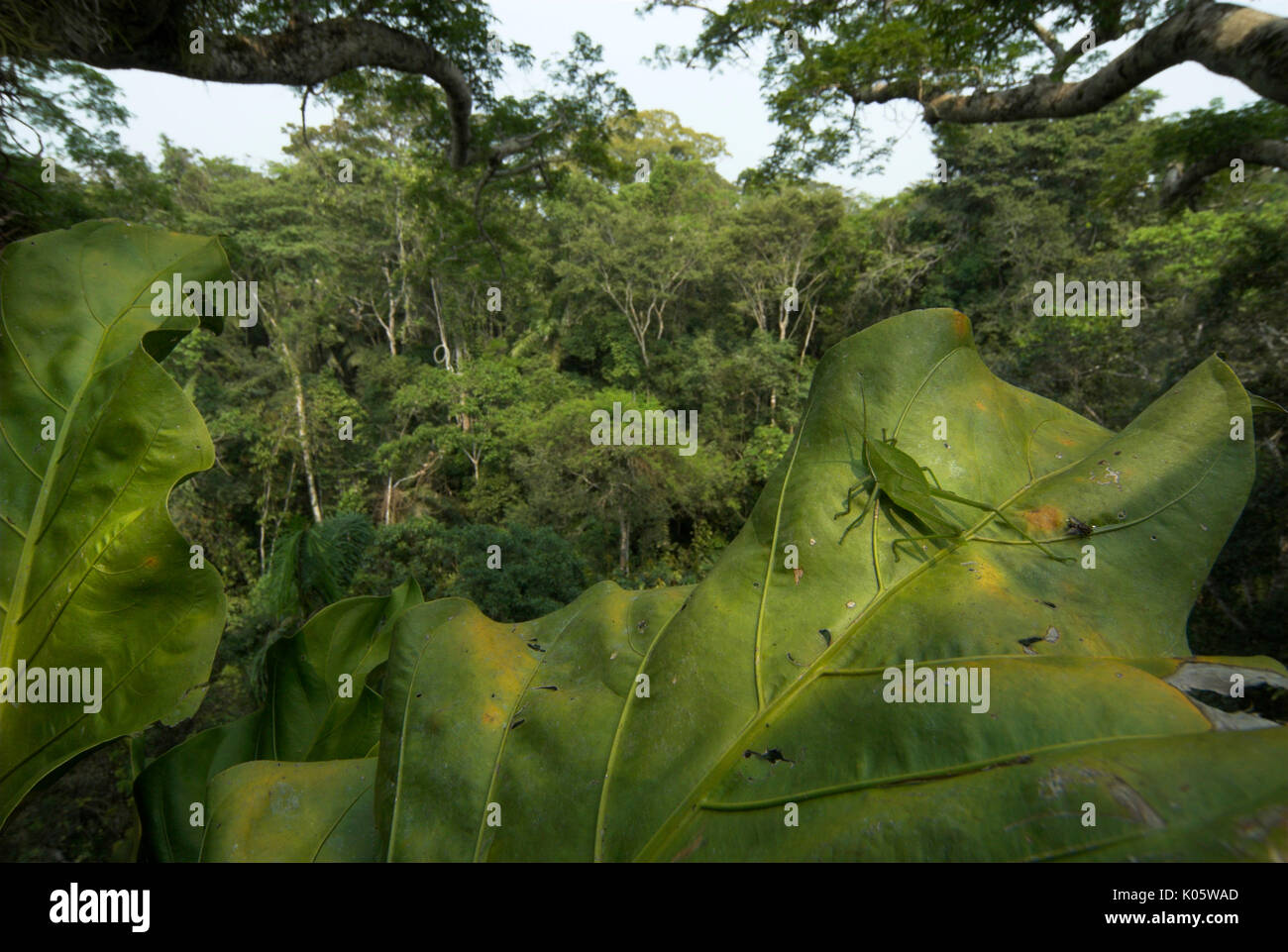Sauterelle verte, Acrididae sp, sur de grandes feuilles au coeur de la forêt tropicale, 40 mètres de haut, Manu Wildlife Center, du Pérou, de la cime des arbres, la jungle. Banque D'Images