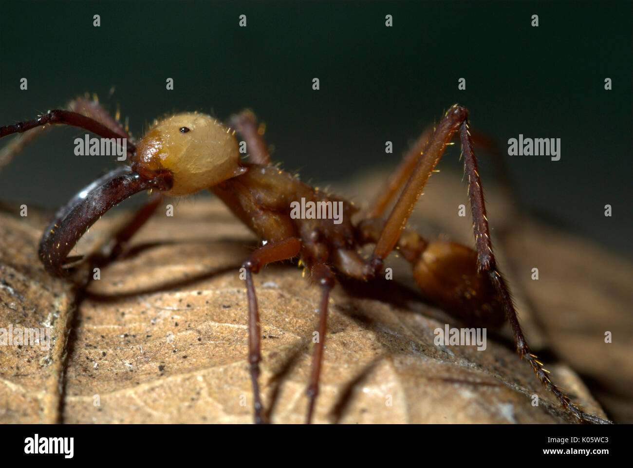 Garde côtière canadienne, l'Armée de soldat Eciton hamatum Ant, Close up,  montrant de grandes mâchoires puissantes mandibules, Iquitos, Pérou,  jungle, Amazon, prédatrice, puissant et morsures s Photo Stock - Alamy