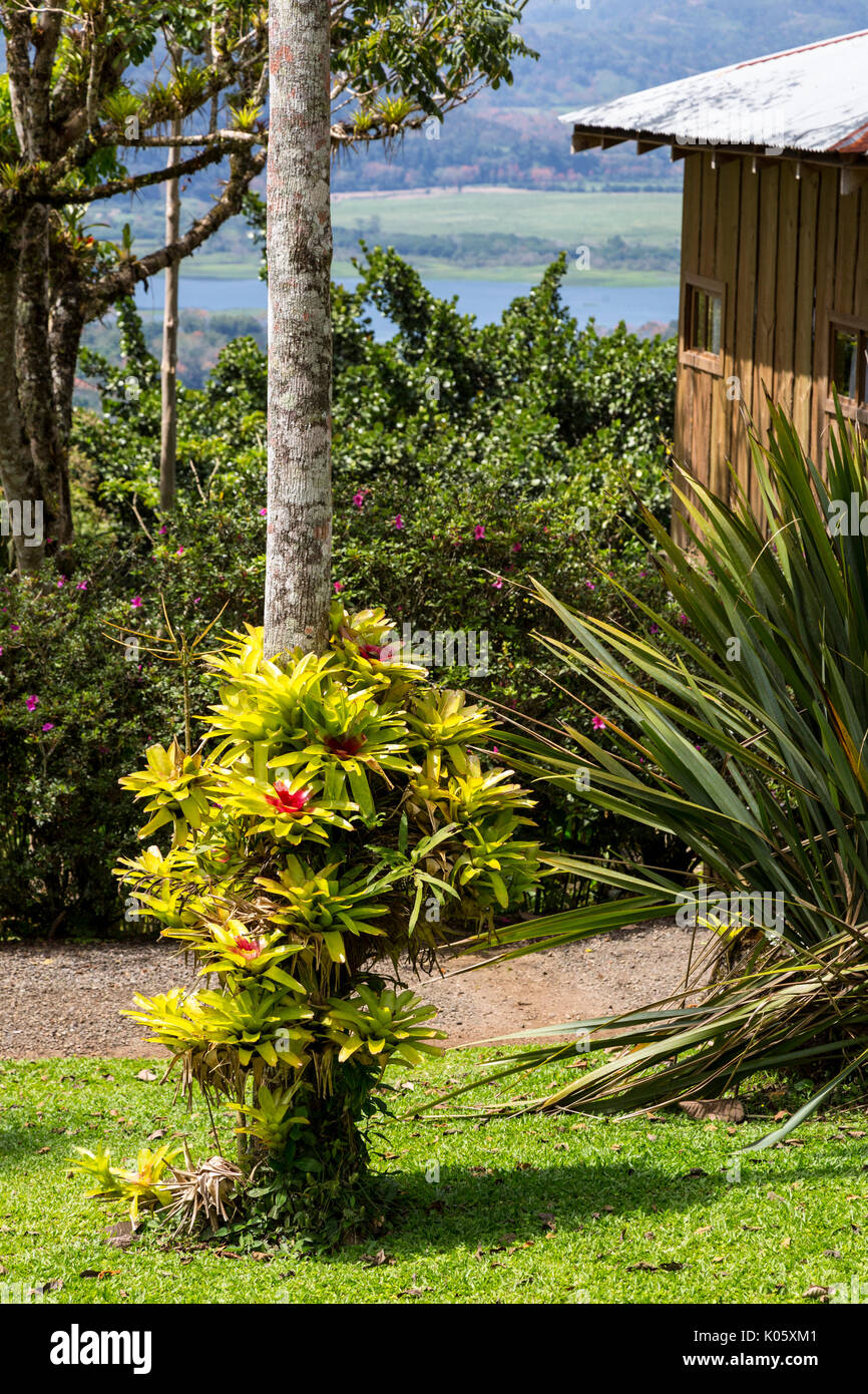 Costa Rica. De plus en plus broméliacées sur le tronc d'un palmier. Banque D'Images