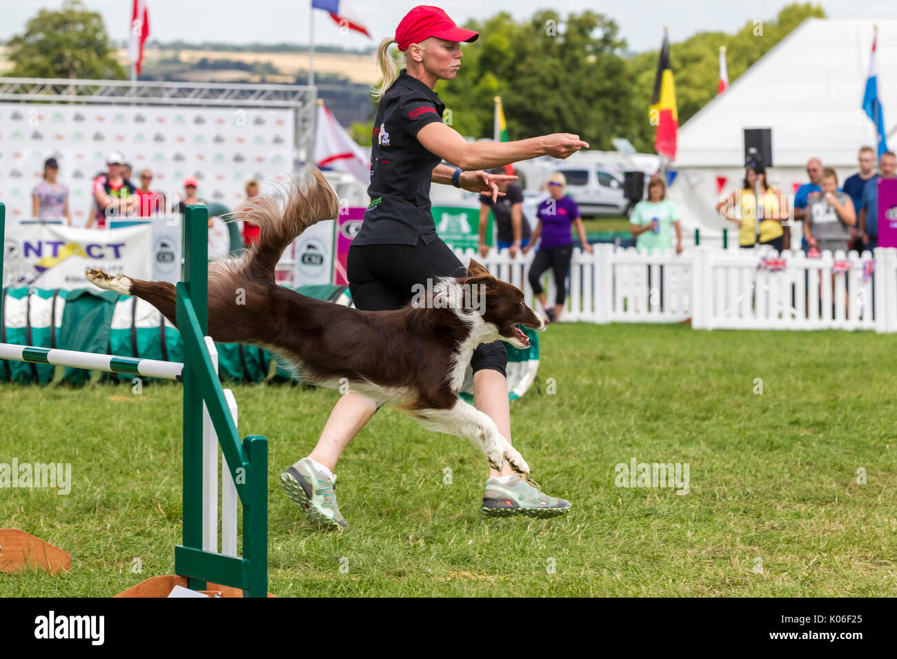 Rockingham, Northamptonshire, U.K. Kennel Club International. L'agilité du Festival. Border Collie. Banque D'Images