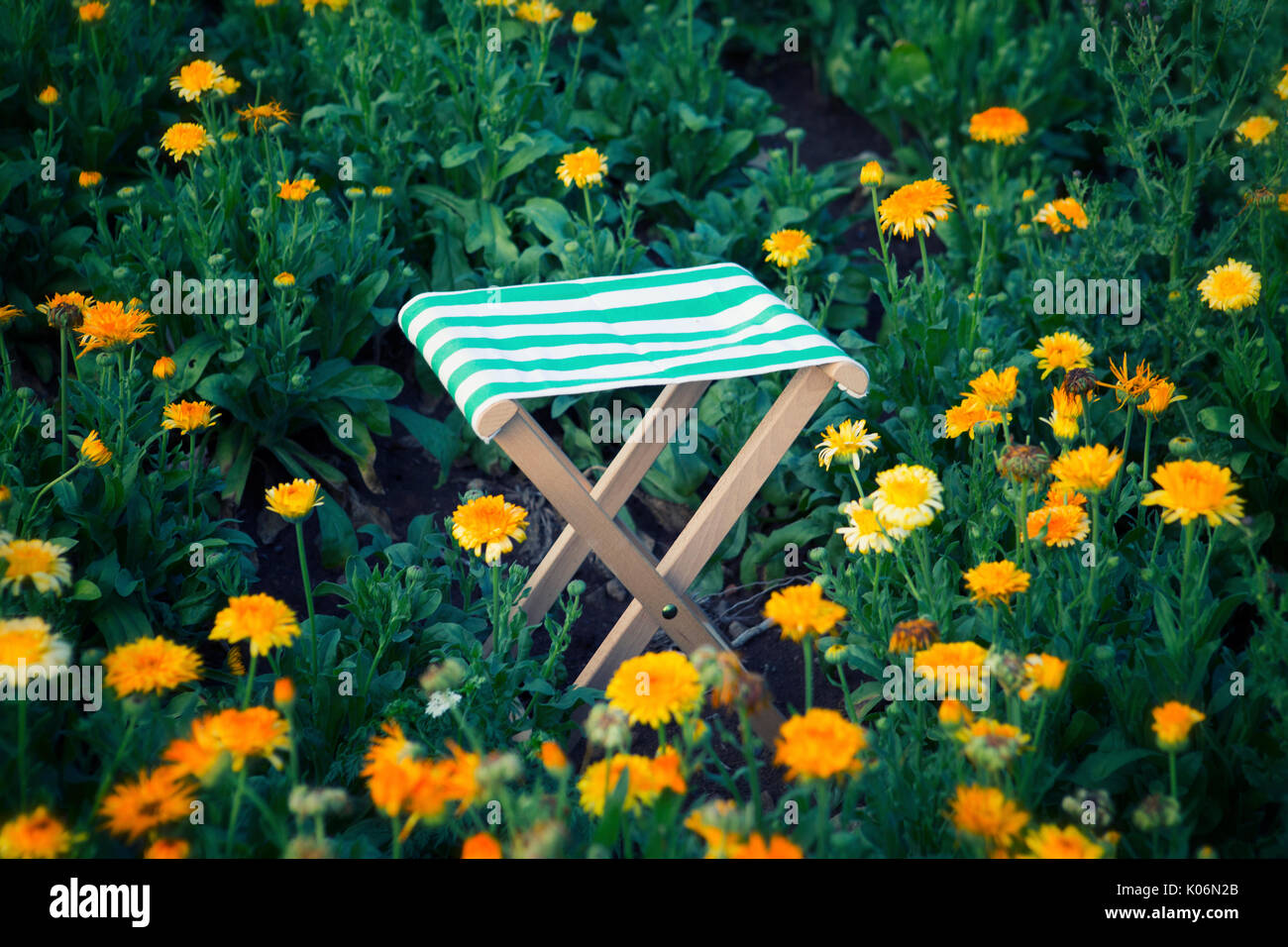 Tabouret en bois dans un beau champ de fleurs orange Banque D'Images