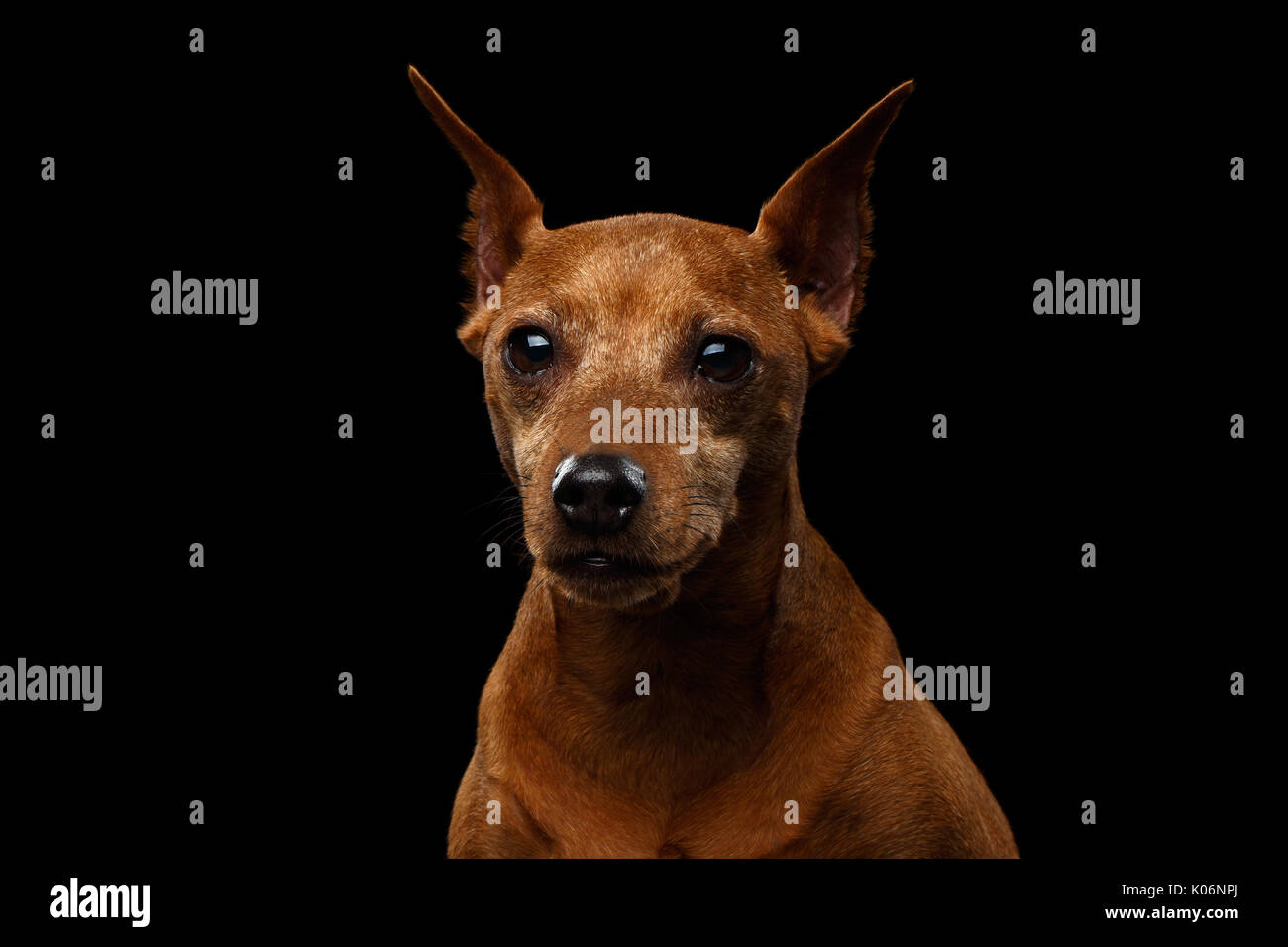 Chien pinscher nain sur noir Banque D'Images