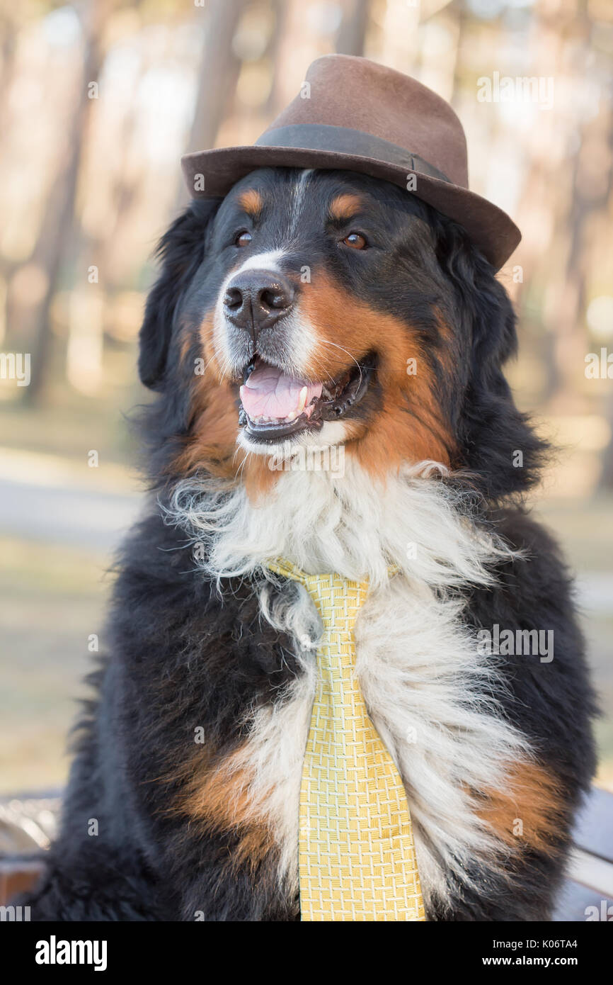 Bernois dans hat closeup portrait Banque D'Images