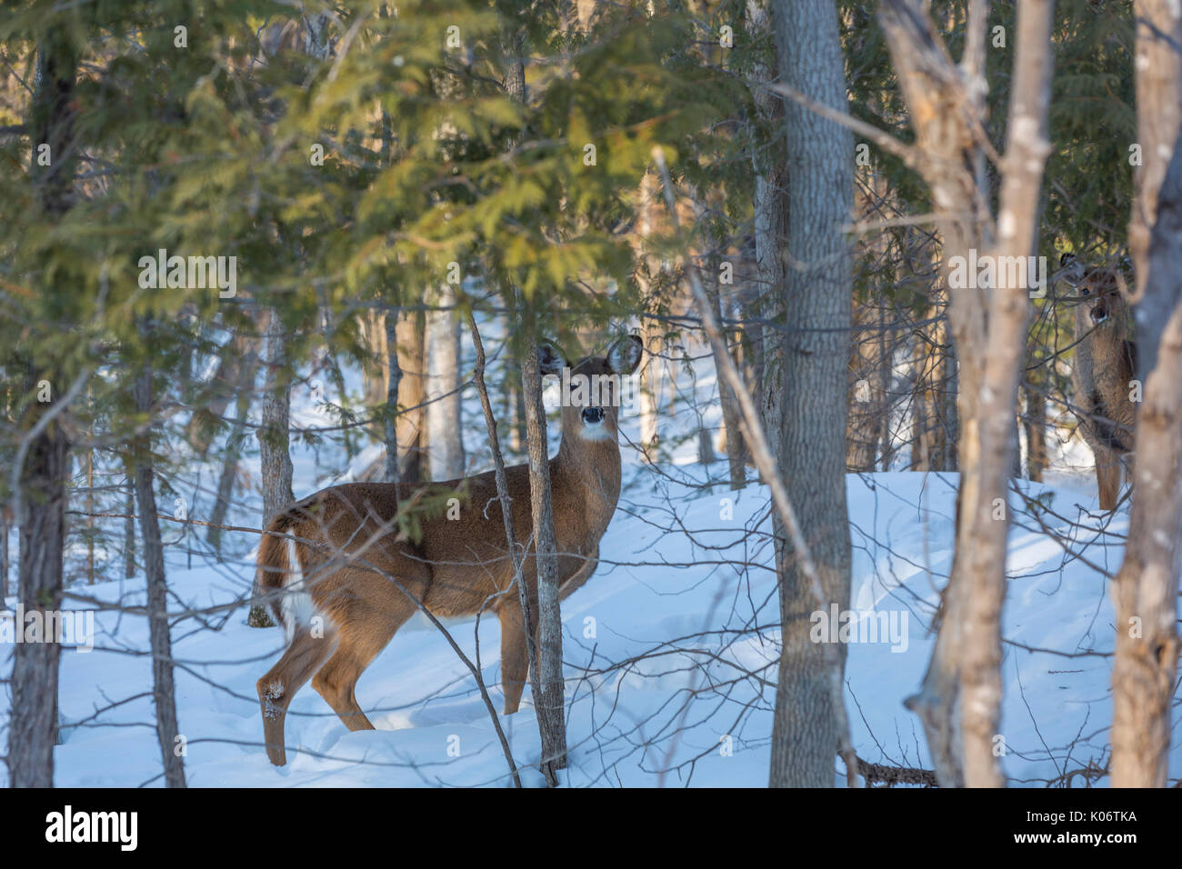 Scène d'hiver cerf Banque D'Images