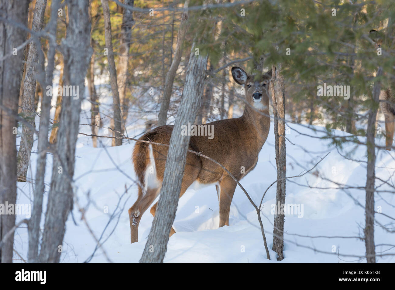 Scène d'hiver cerf Banque D'Images
