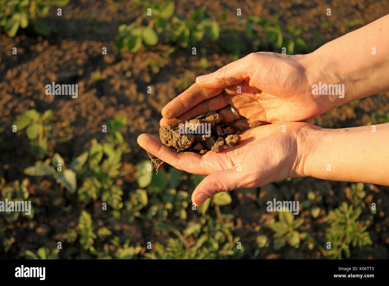 Les mains tenant la masse dans domaine Banque D'Images