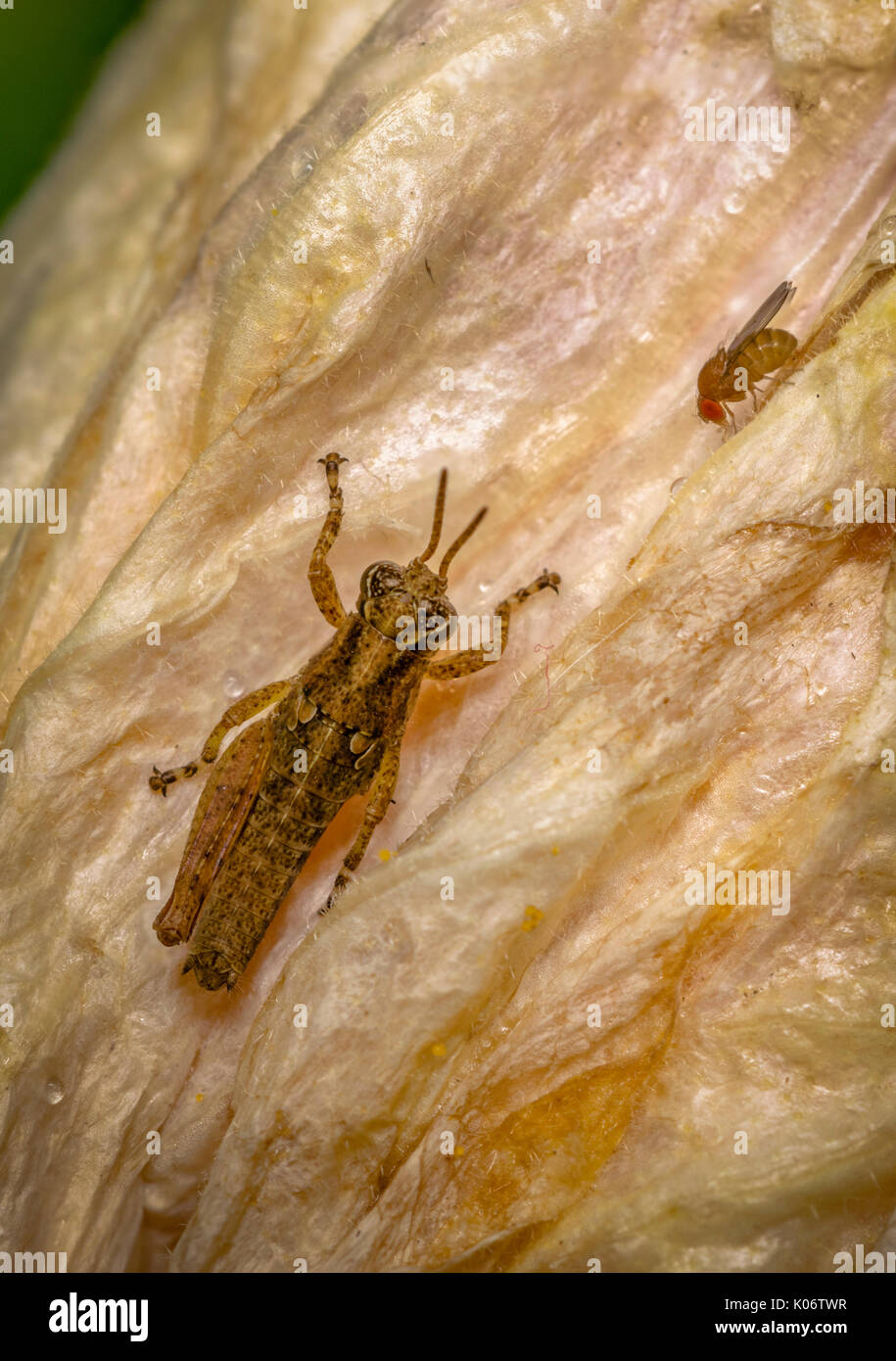 Le Cricket et petite mouche sur un pétale de fleur jaune Banque D'Images