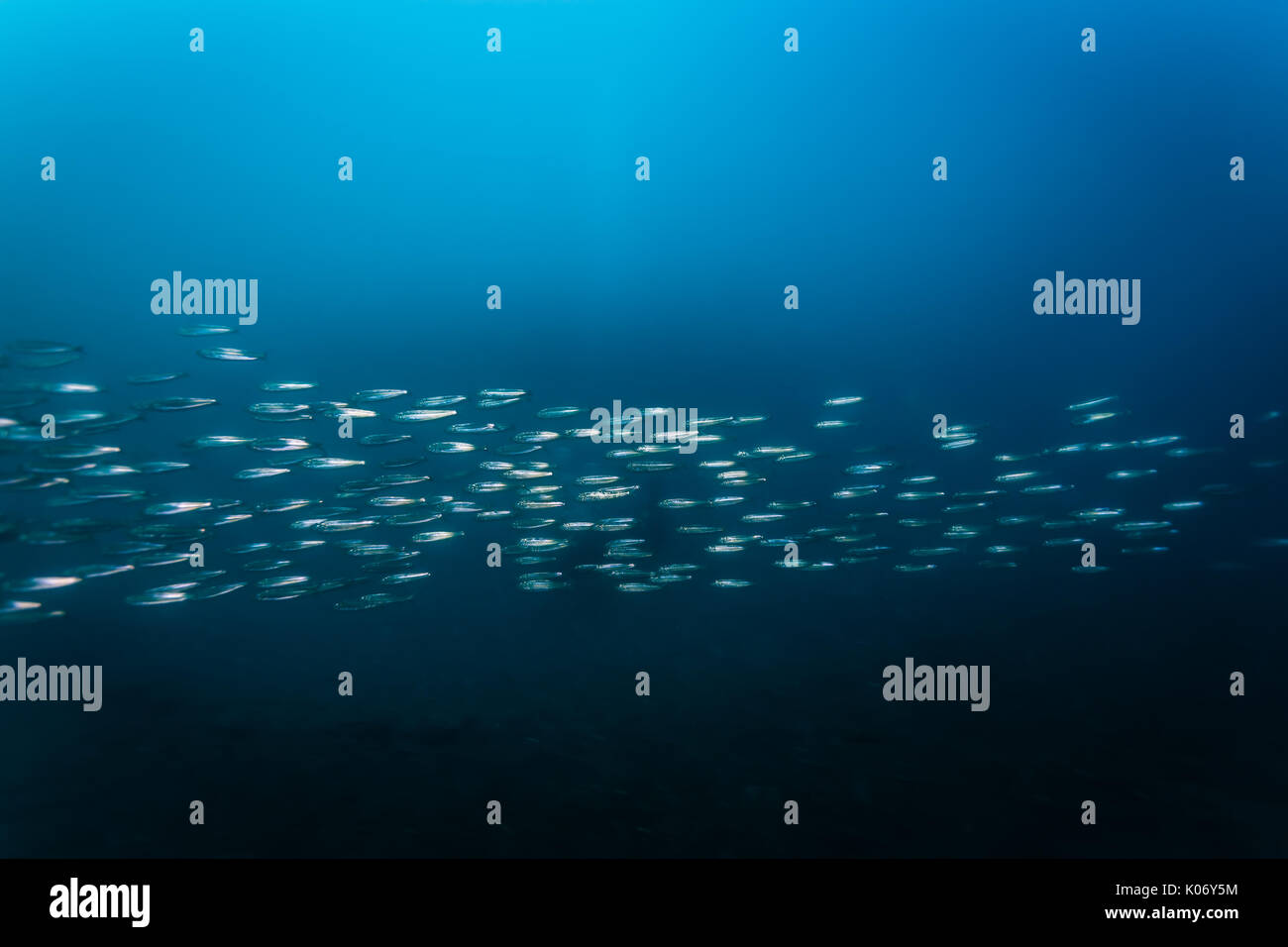 L'École des petits poissons d'argent Banque D'Images