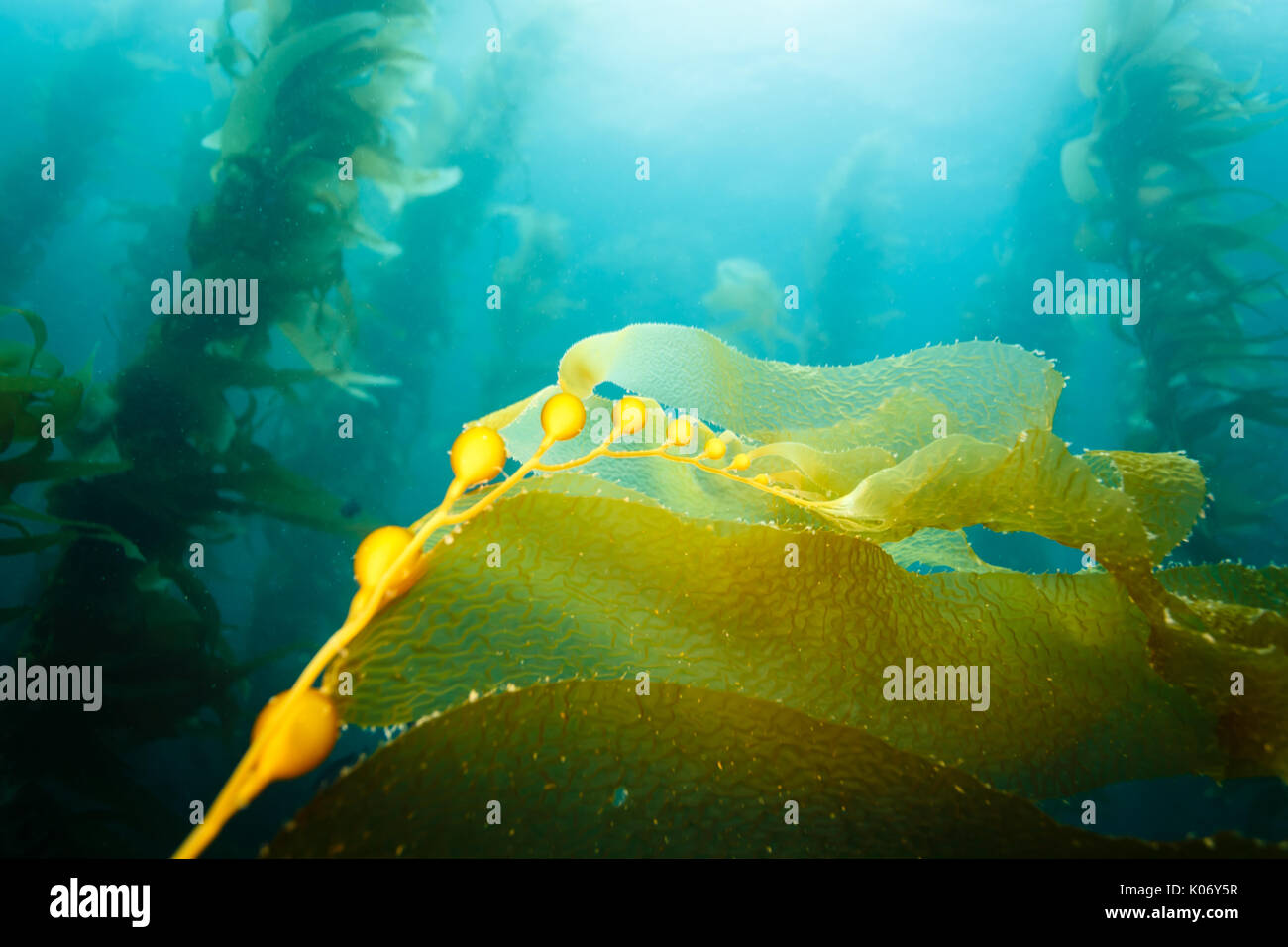 Feuilles jaunes de varech océan avec gousses flottent dans l'air par l'océan Banque D'Images