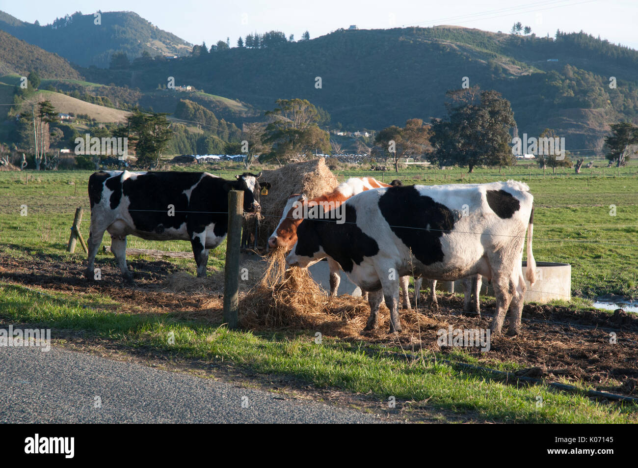 Alimentation du bétail laitier sur le fourrage à l'extérieur de Nelson, Nouvelle-Zélande Banque D'Images