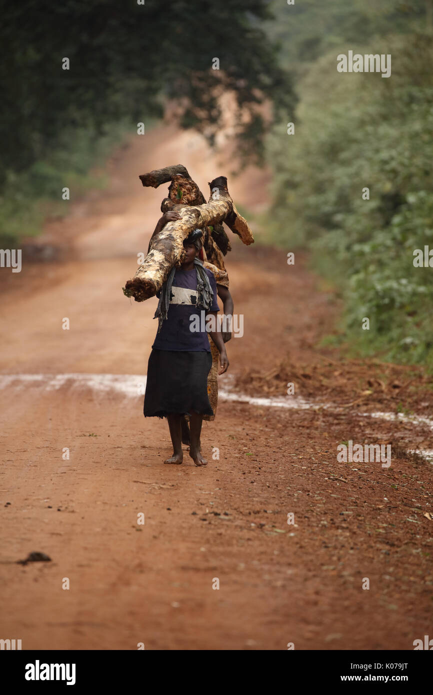 Femme portant sur la tête de bois, forêt de Kakamega, dans l'ouest de l'provinice , Kenya Banque D'Images