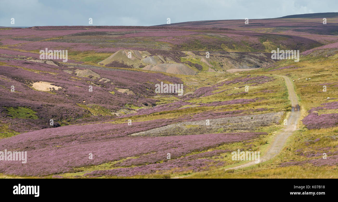 North Pennines paysage, bruyères en fleurs à peu Eggleshope Teesdale, UK avec mines de plomb reste à l'arrière-plan d'août 2017 Banque D'Images