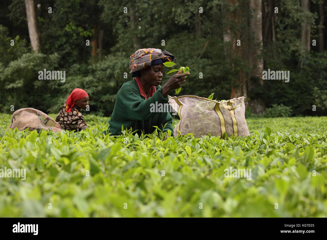 La cueillette du thé, forêt de Kakamega, Kenya, plateau utilisé comme tampon dans l'activité humaine sur la forêt d'boundariy Banque D'Images