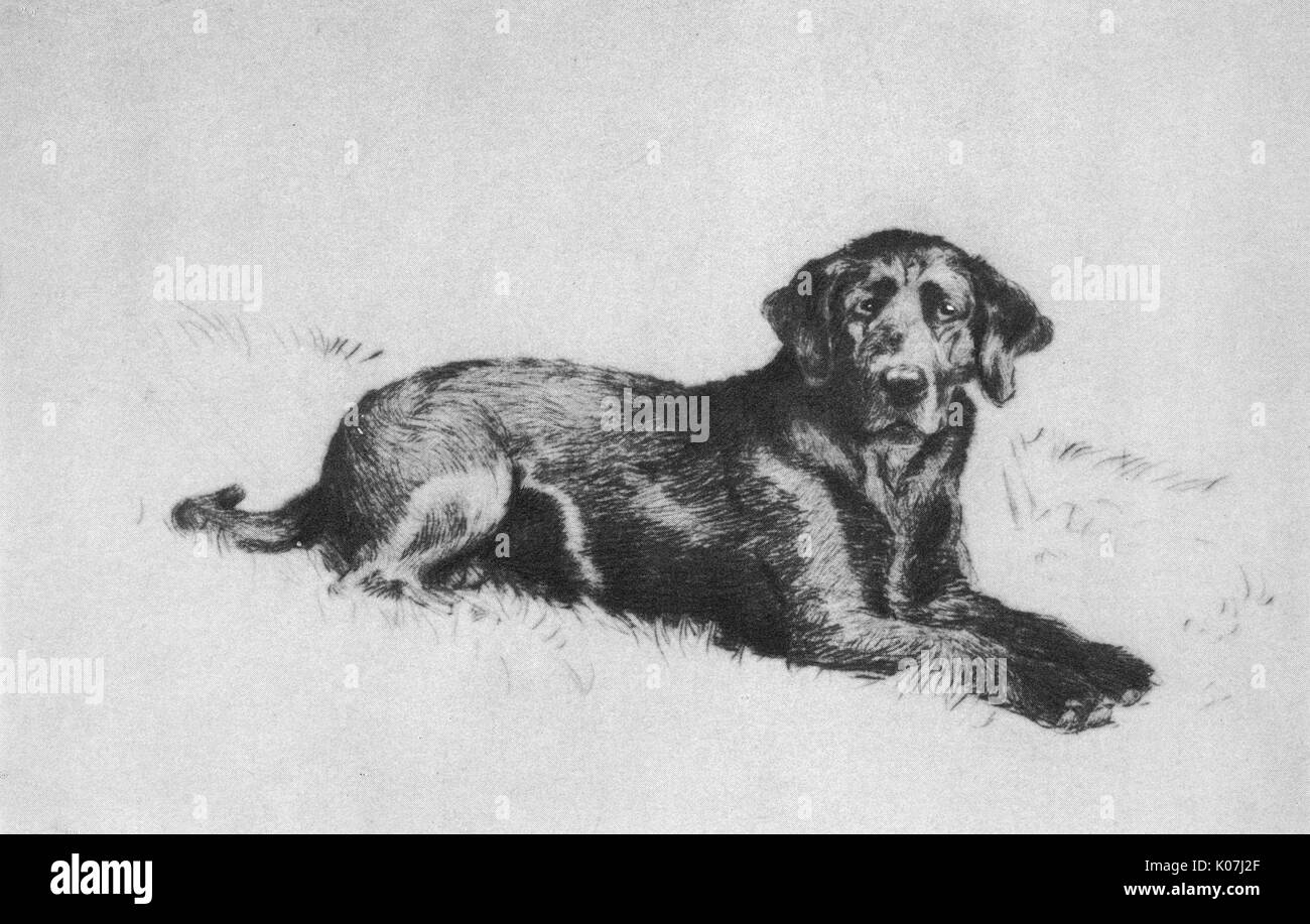 Illustration par Cecil Aldin, chiens de chaque jour Banque D'Images