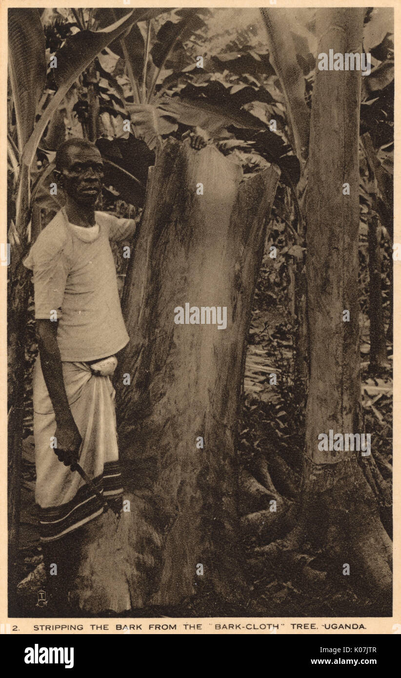 Le décapage de l'écorce des arbres, de l'Ouganda. barkcloth Faire Barkcloth est un métier ancien des Bagandas qui vivent dans le royaume du Buganda au sud de l'Ouganda. Une fois extrait de l'écorce de l'arbre est élaboré avec des maillets. Avant l'introduction de coton, barkcloth était généralement portés, mais est maintenant utilisé seulement pour le costume de cérémonie. Date : vers 1910 Banque D'Images
