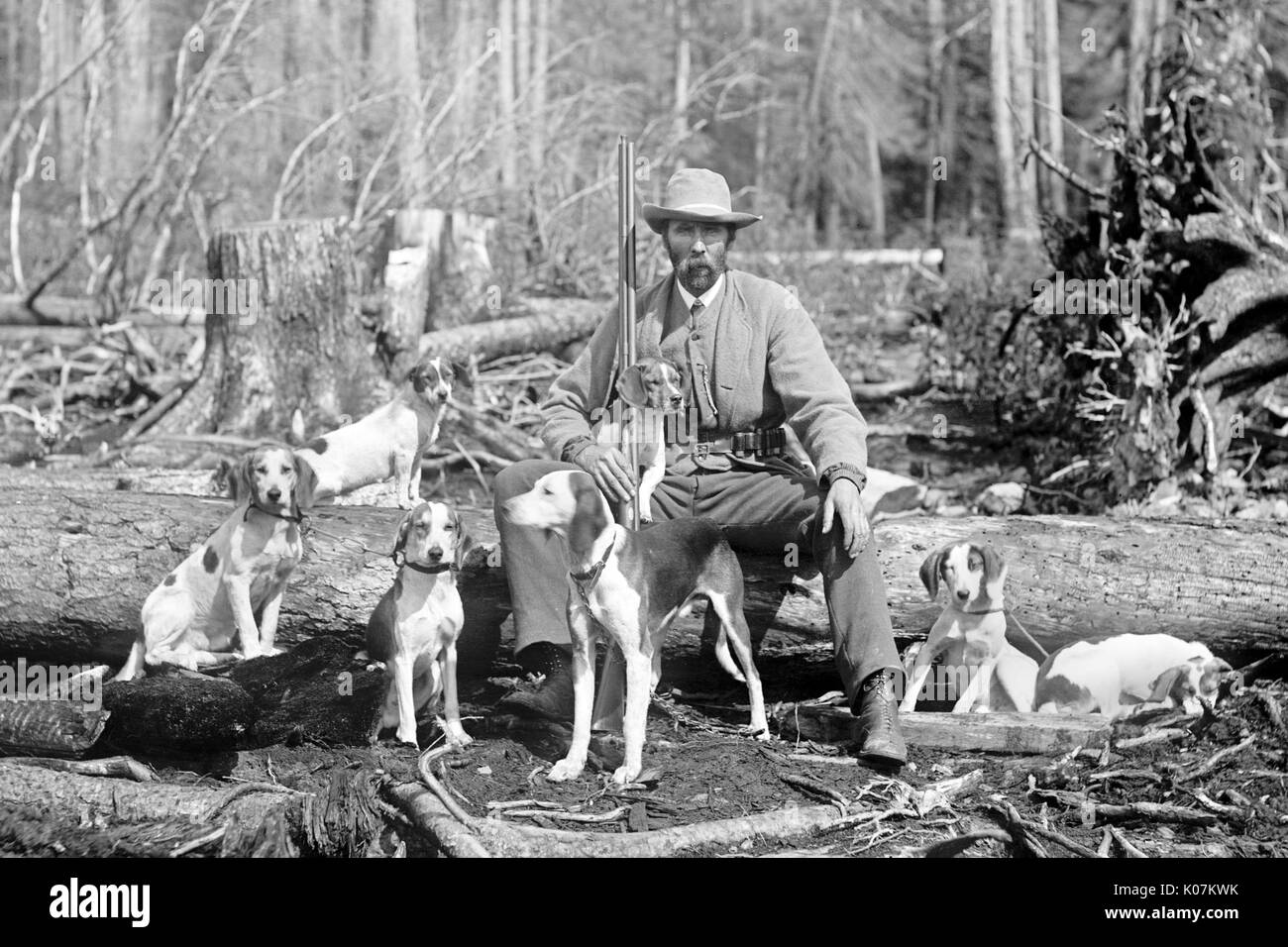 Huneter avec son lot de chiens Beagle chasse au cerf en Amérique Banque D'Images