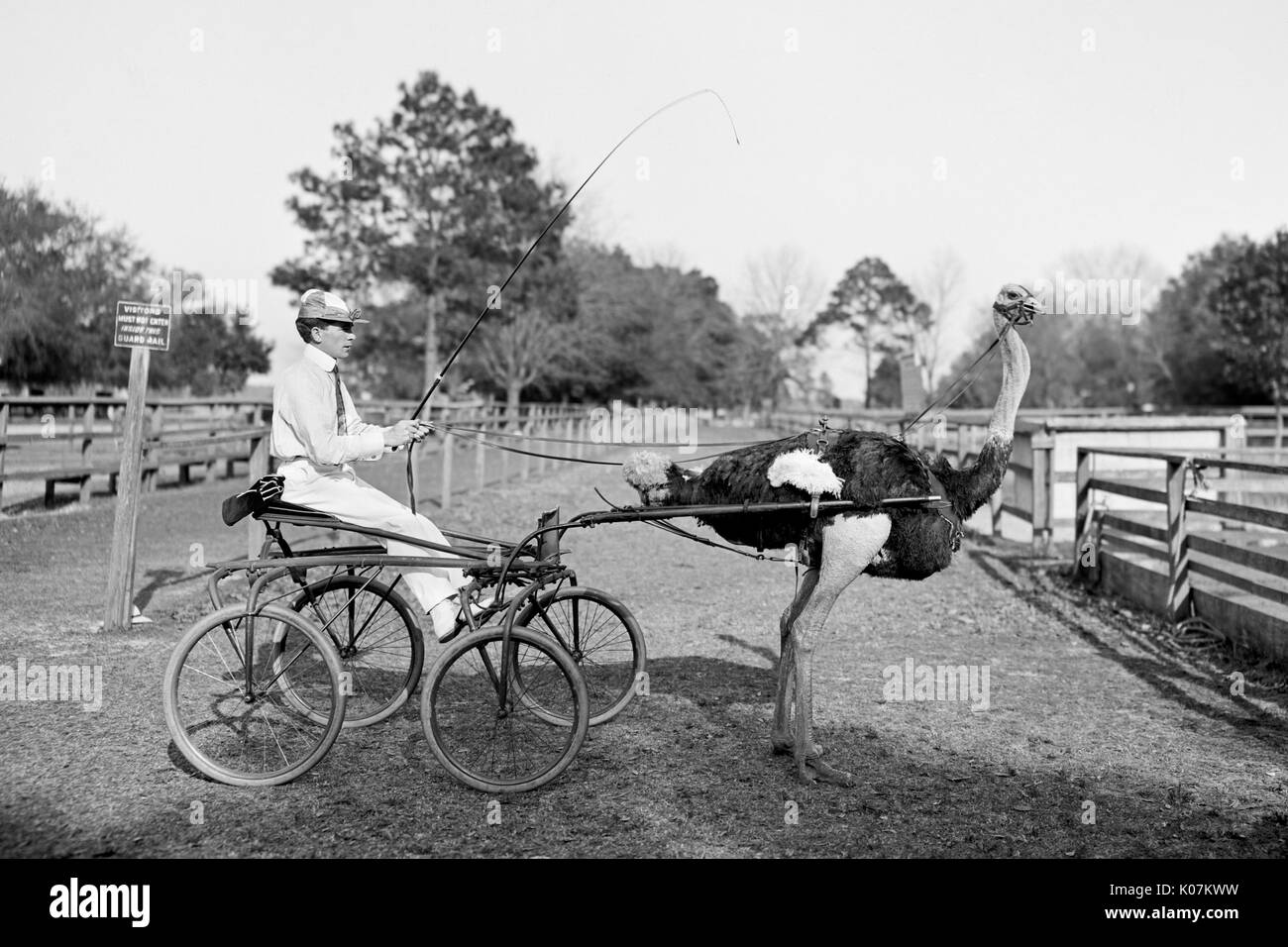 Oliver W., le célèbre autruche de trotting à Florida Ostrich Fa Banque D'Images