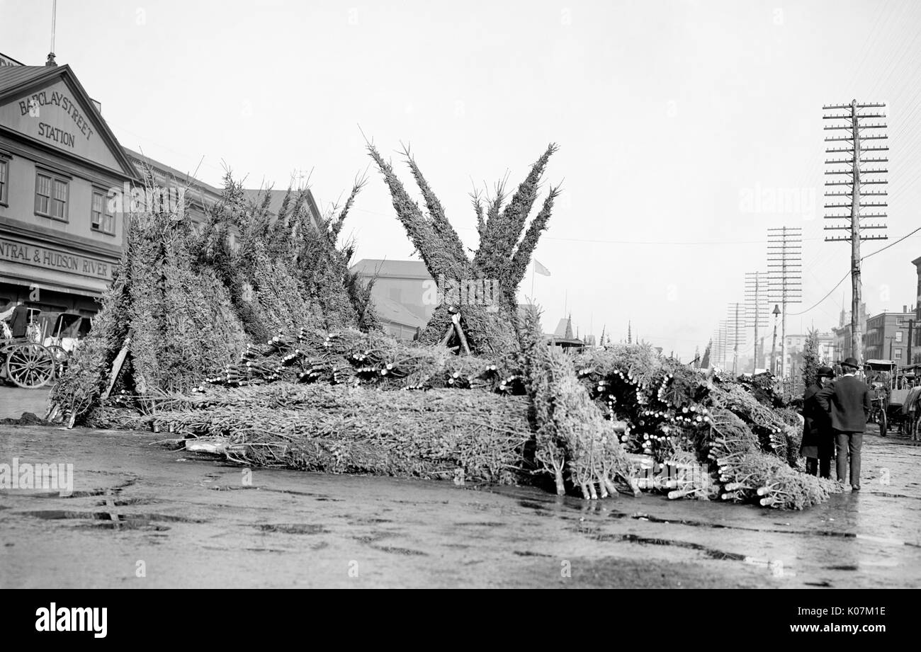 Planez avec des arbres de Noël coupés au marché - Barclay Street St Banque D'Images