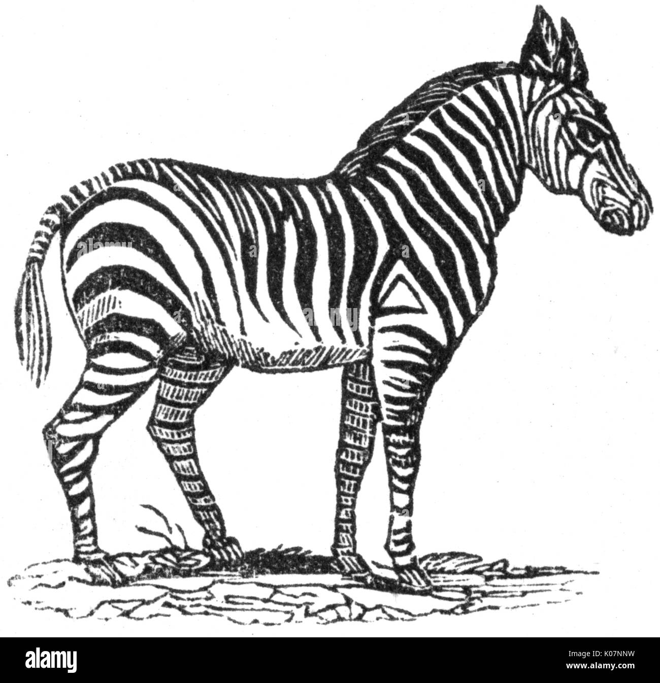 Zebra, c. 1800 Banque D'Images