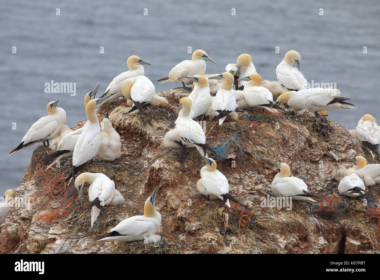 Le Fou de Bassan (Morus bassanus), colonie de reproduction dans le grès rock, Helgoland, Mer du Nord, Allemagne Banque D'Images