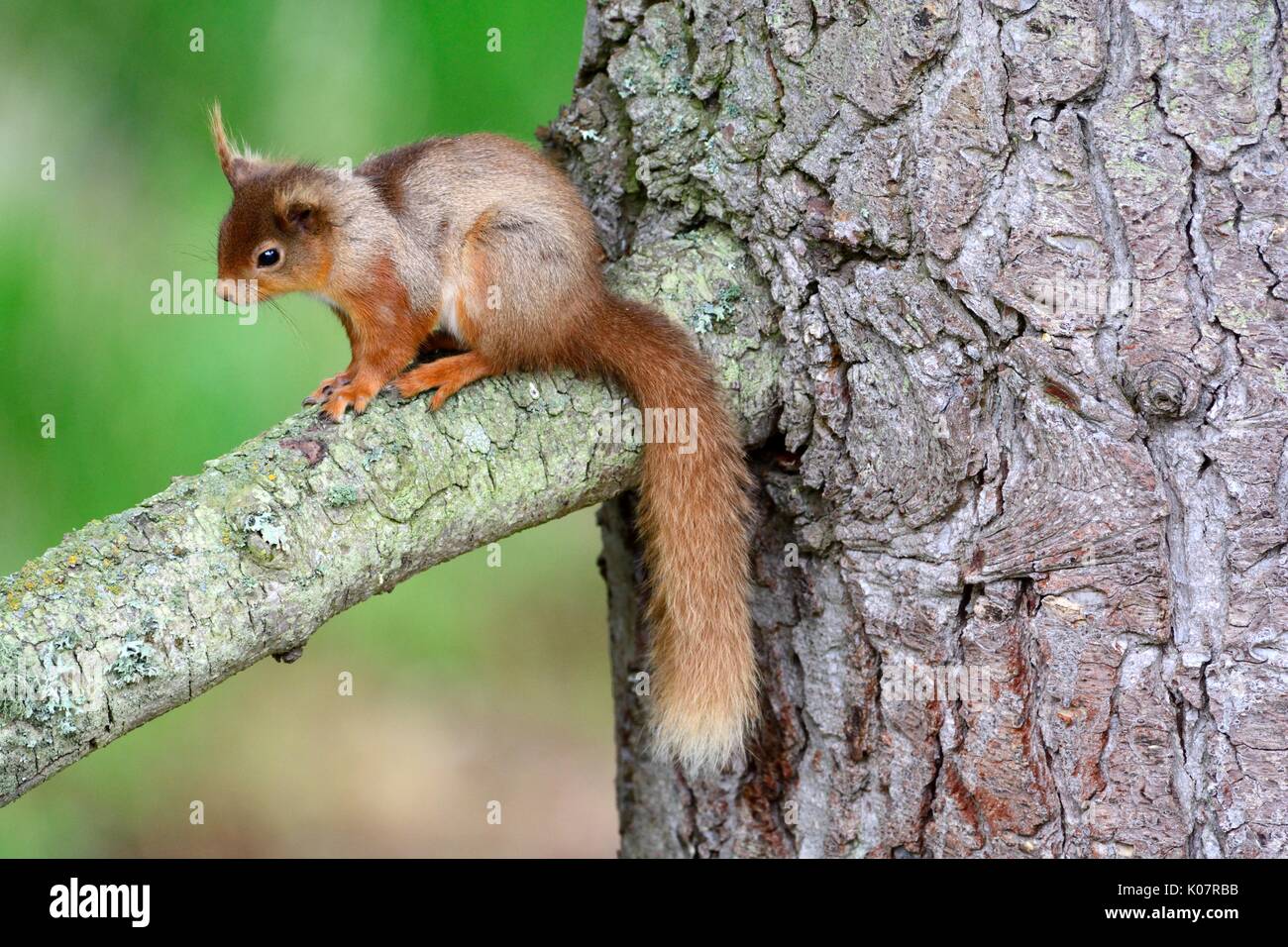 L'écureuil roux Sciurus vulgaris assis sur la branche d'un arbre de pin sylvestre Pinus sylestris Beinn Eighe National Nature Reserve l'Ecosse Banque D'Images