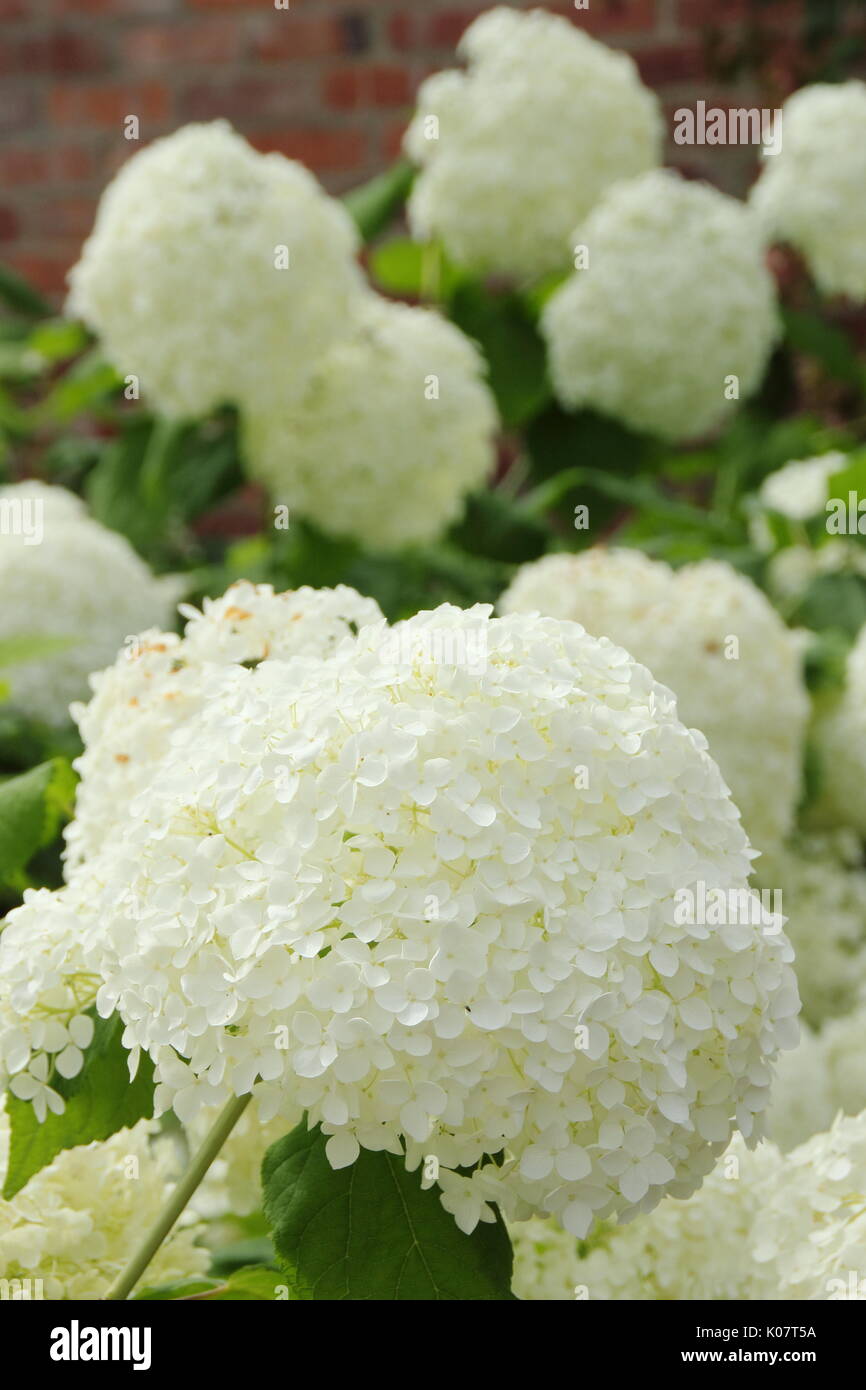 L'Hydrangea arborescens 'Annabelle' en pleine floraison dans un jardin anglais border en été (août) AGM Banque D'Images