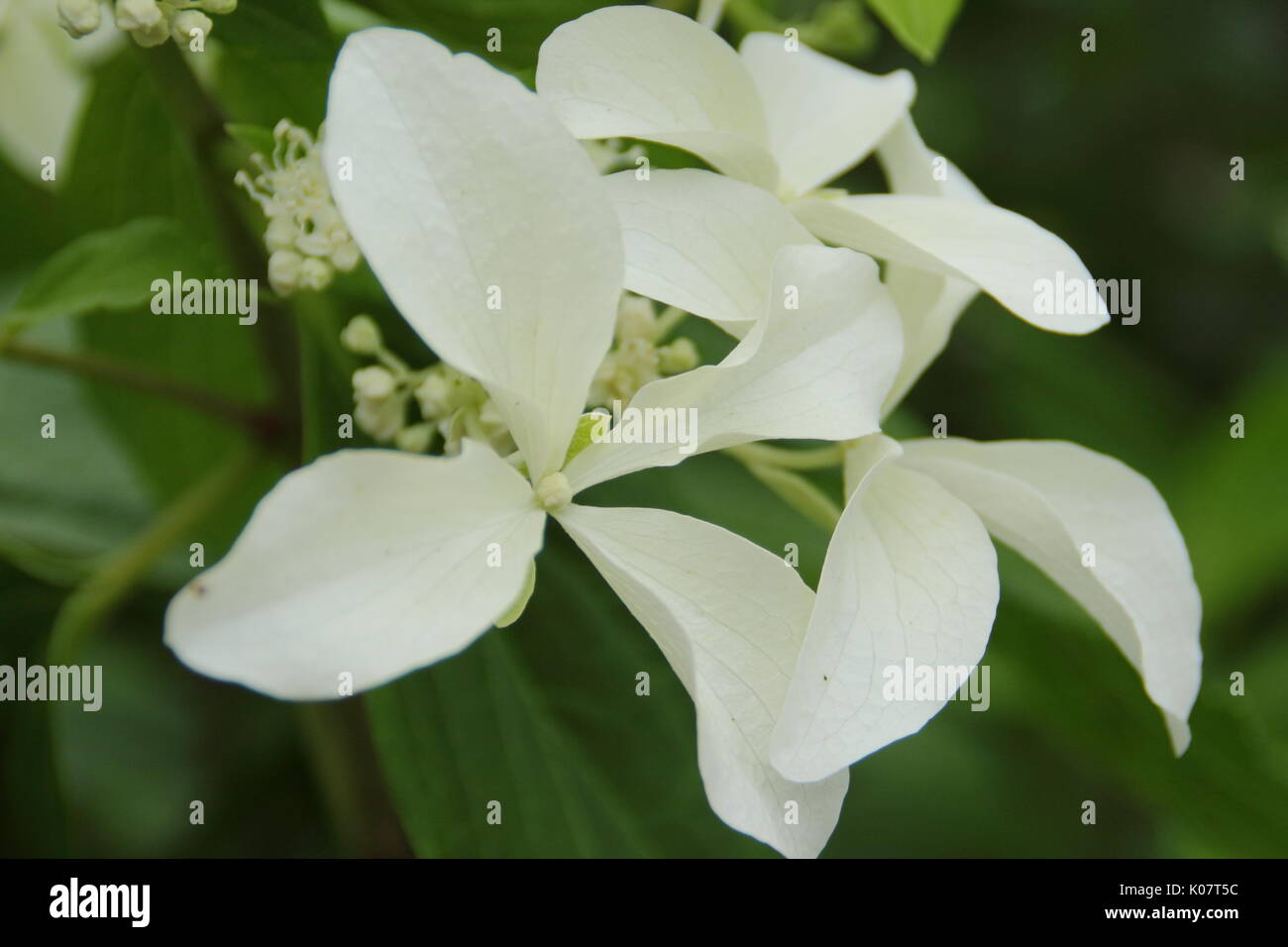 Hydrangea paniculata 'Great Star', un hortensia à fleurs blanches en forme d'étoile, la floraison dans un jardin anglais border en été (août), Royaume-Uni Banque D'Images