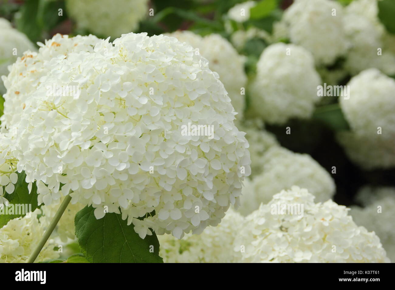 L'Hydrangea arborescens 'Annabelle' en pleine floraison dans un jardin anglais border en été (août) AGM Banque D'Images