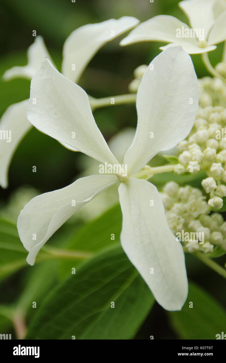 Hydrangea paniculata 'Great Star', un hortensia à fleurs blanches en forme d'étoile, la floraison dans un jardin anglais border en été (août), Royaume-Uni Banque D'Images
