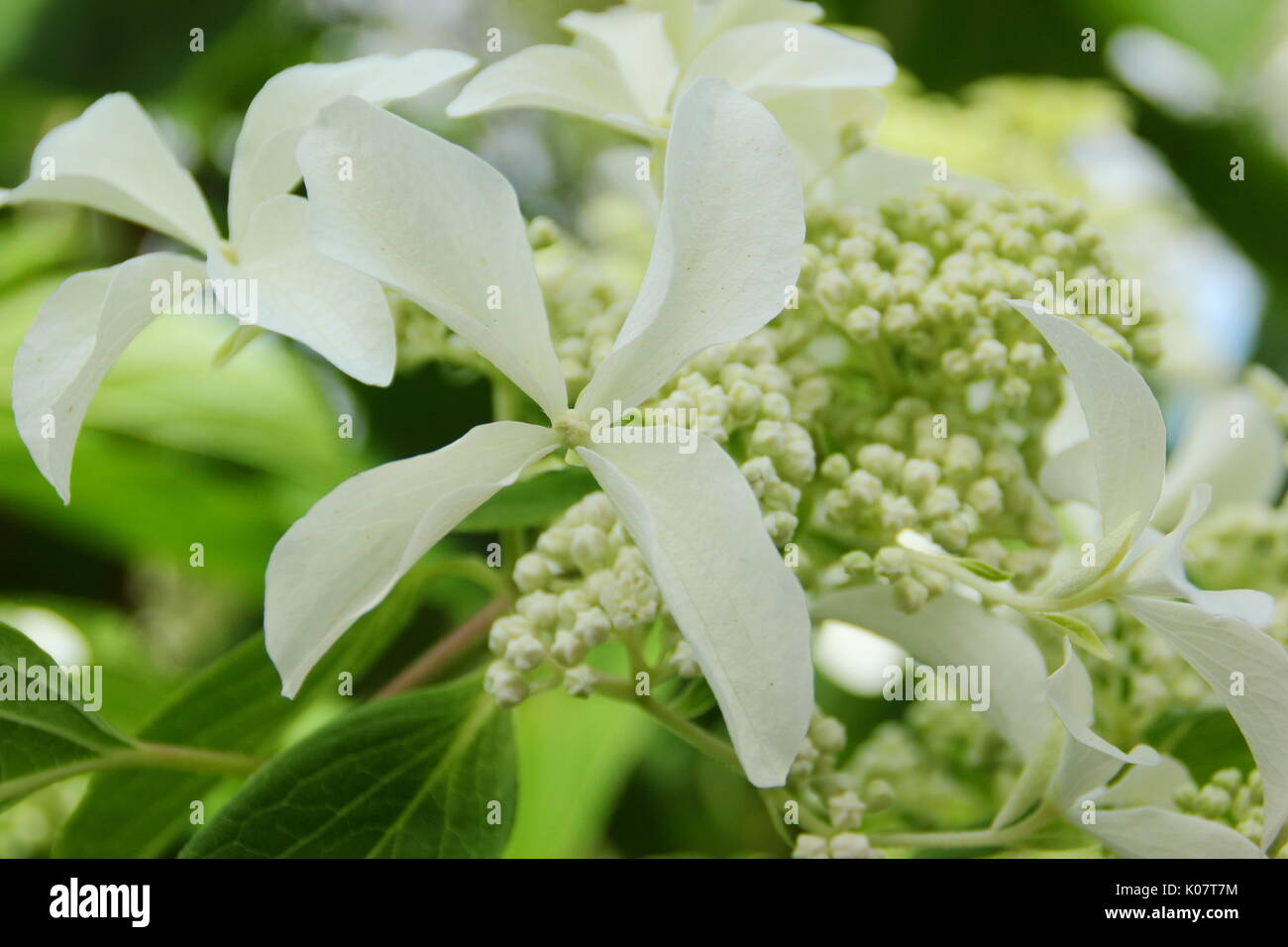 Hydrangea paniculata 'Great Star', un hortensia à fleurs blanches en forme d'étoile, la floraison dans un jardin anglais border en été (août), Royaume-Uni Banque D'Images